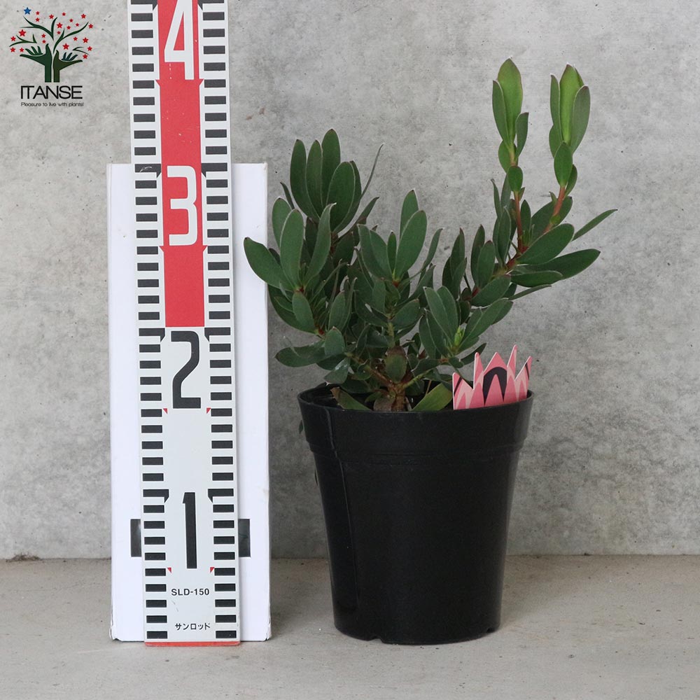 リューカデンドロン・サマーサン 【庭木 5号ポット／1個売り