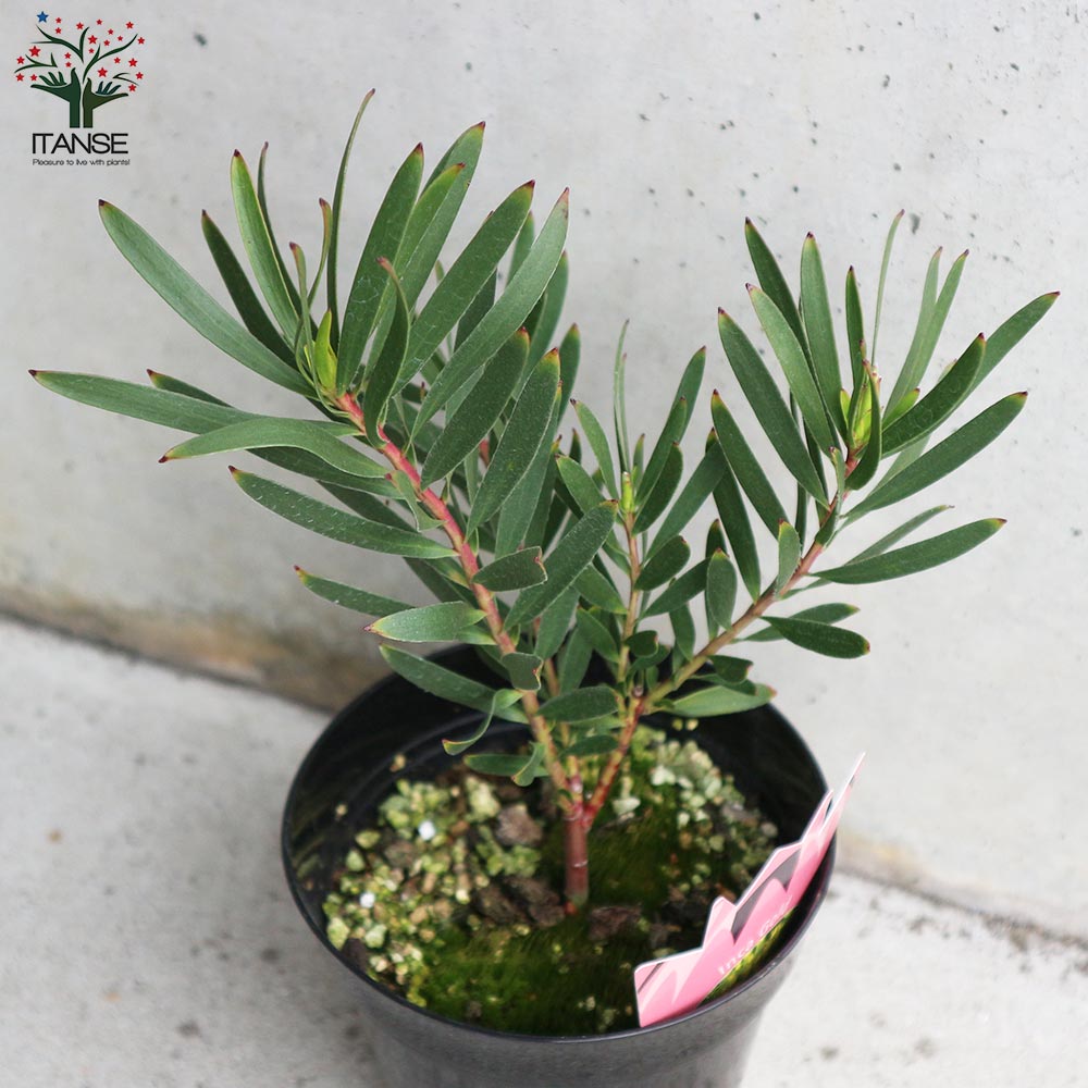 リューカデンドロン・インカゴールド【庭木 5号ポット／1個売り