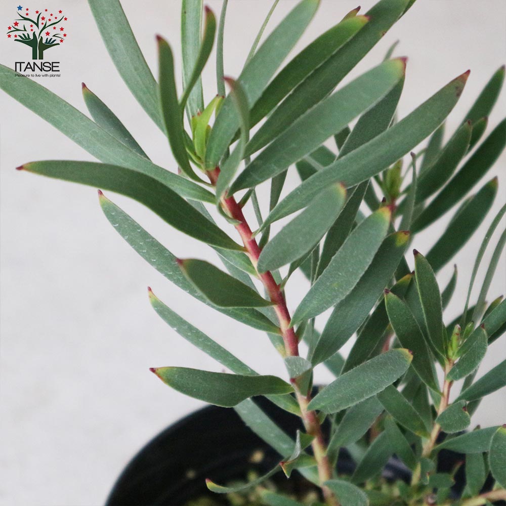 リューカデンドロン・インカゴールド【庭木 5号ポット／1個売り