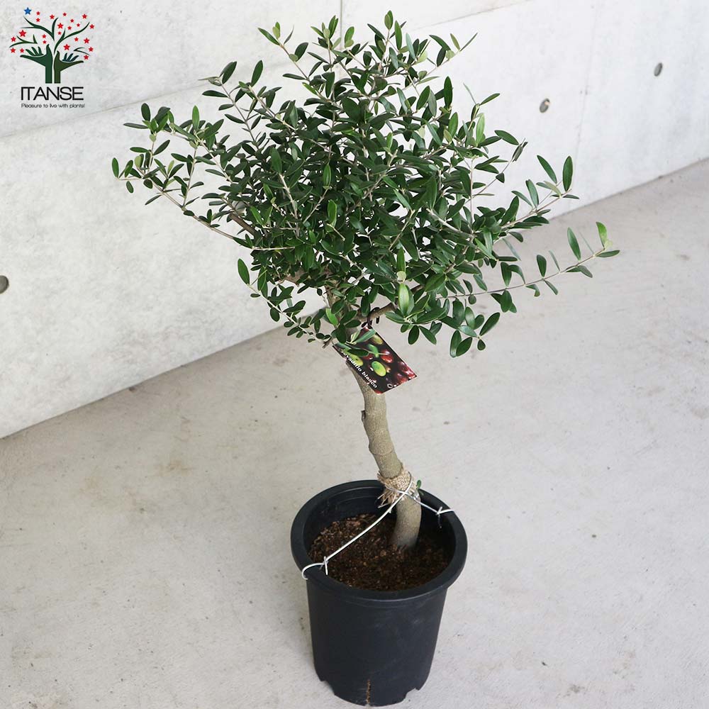 オリーブの苗木 品種：ネバディロブランコ【果樹の苗木 7号鉢／1個売り