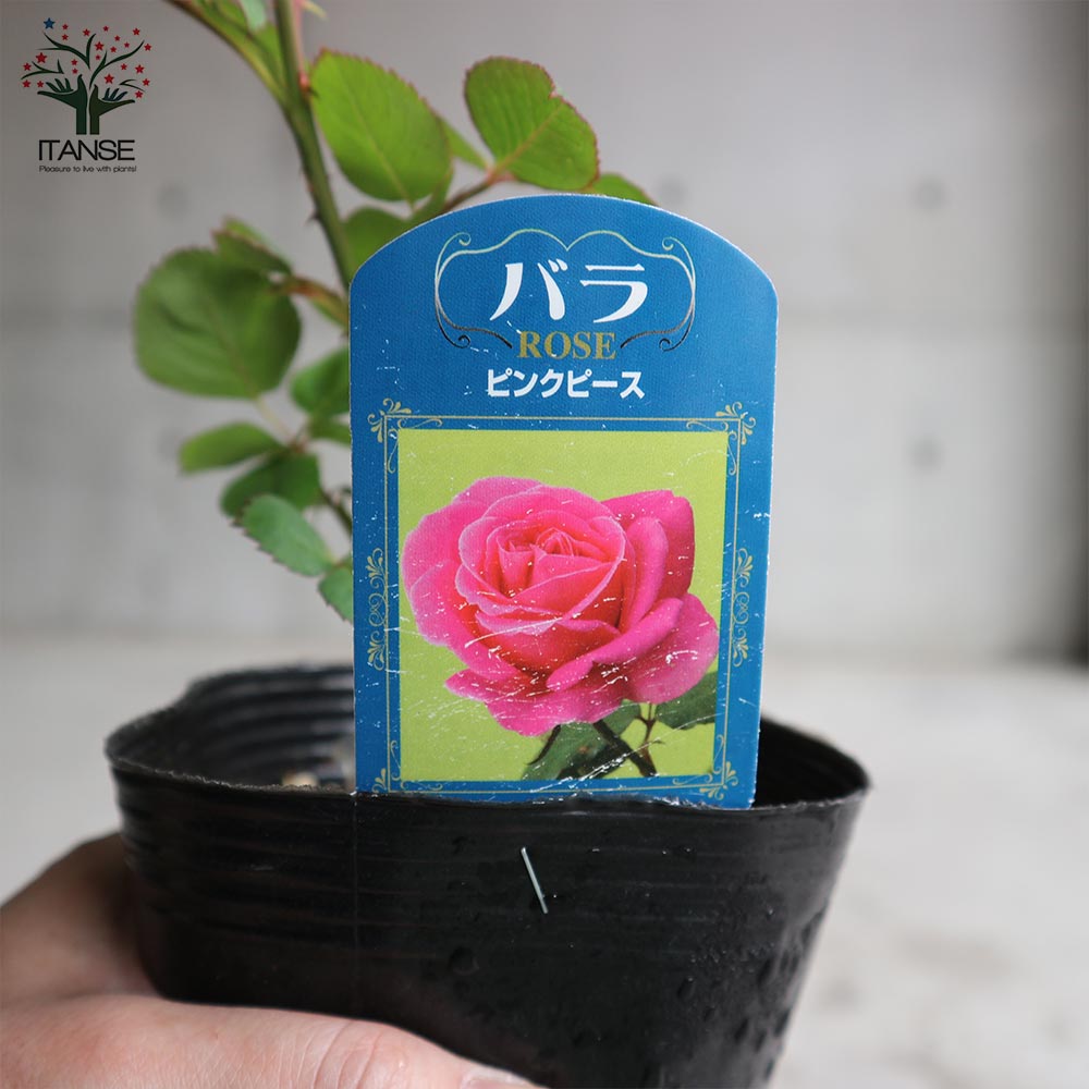 薔薇の苗 ピンクピース (四季咲きハイブリッドティーローズ)【花苗新苗