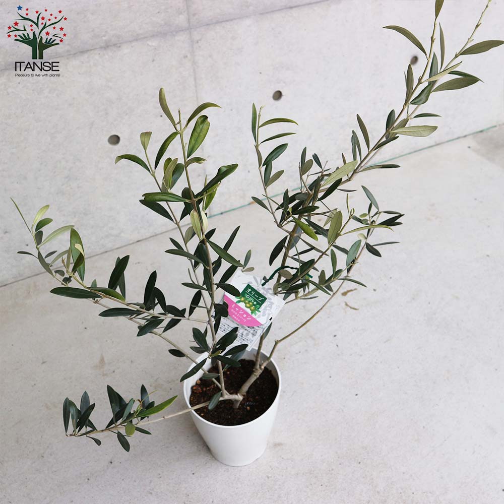 オリーブの苗木 品種：ミッション【果樹の苗 木 6号白テーパード鉢M