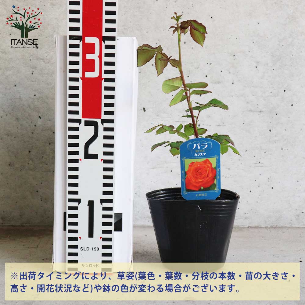 薔薇の苗 カリスマ (四季咲きフロリバンダローズ)【花苗新苗4号ポット