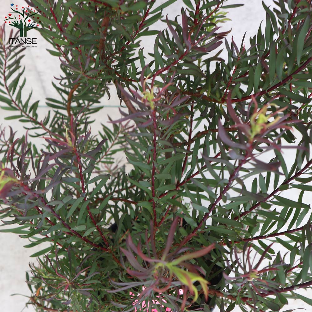 リューカデンドロン・ジプシーレッド【庭木 8号大苗／1個売り