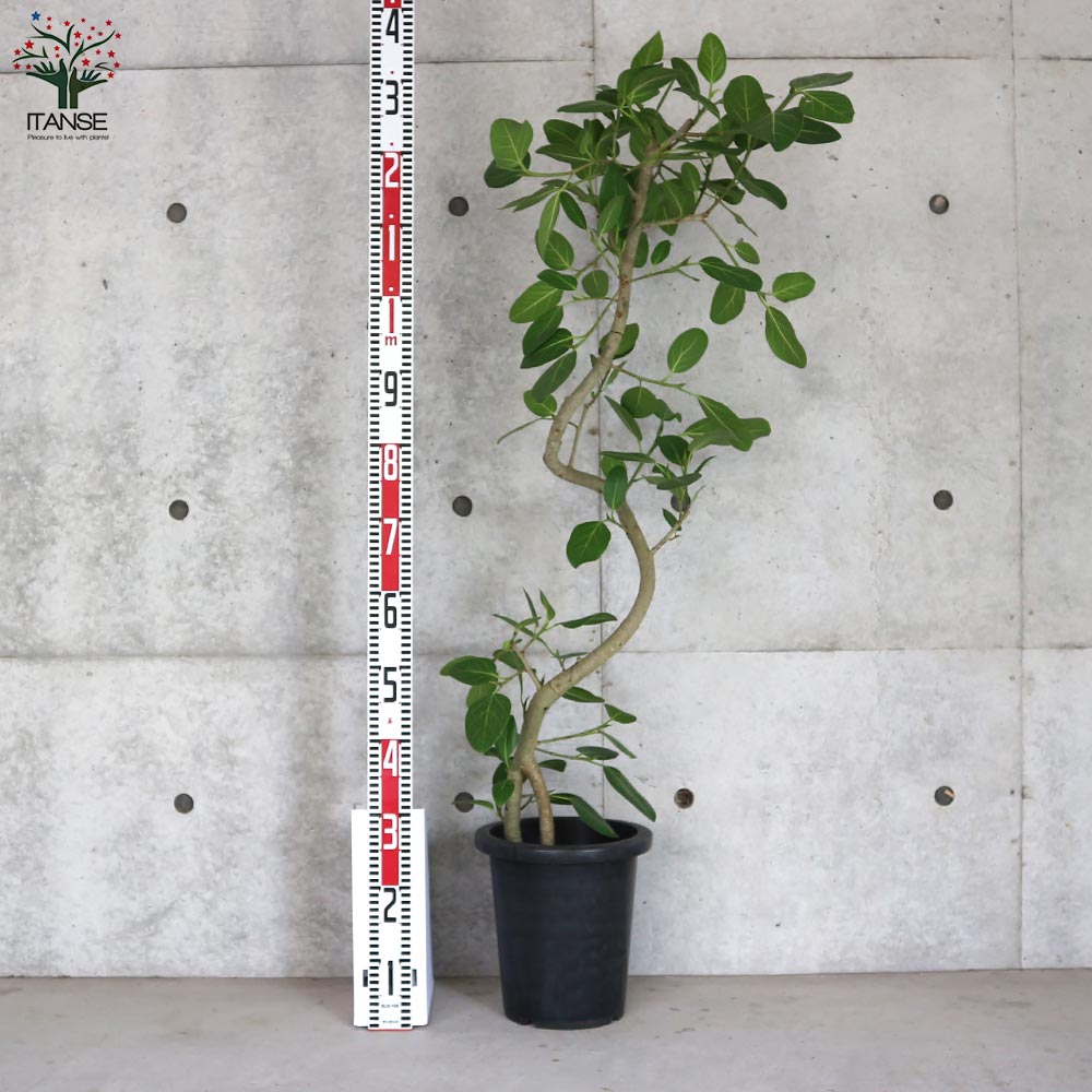 フィカス ベンガレンシス ゴムの木の仲間 曲がりアレンジ【観葉植物 8