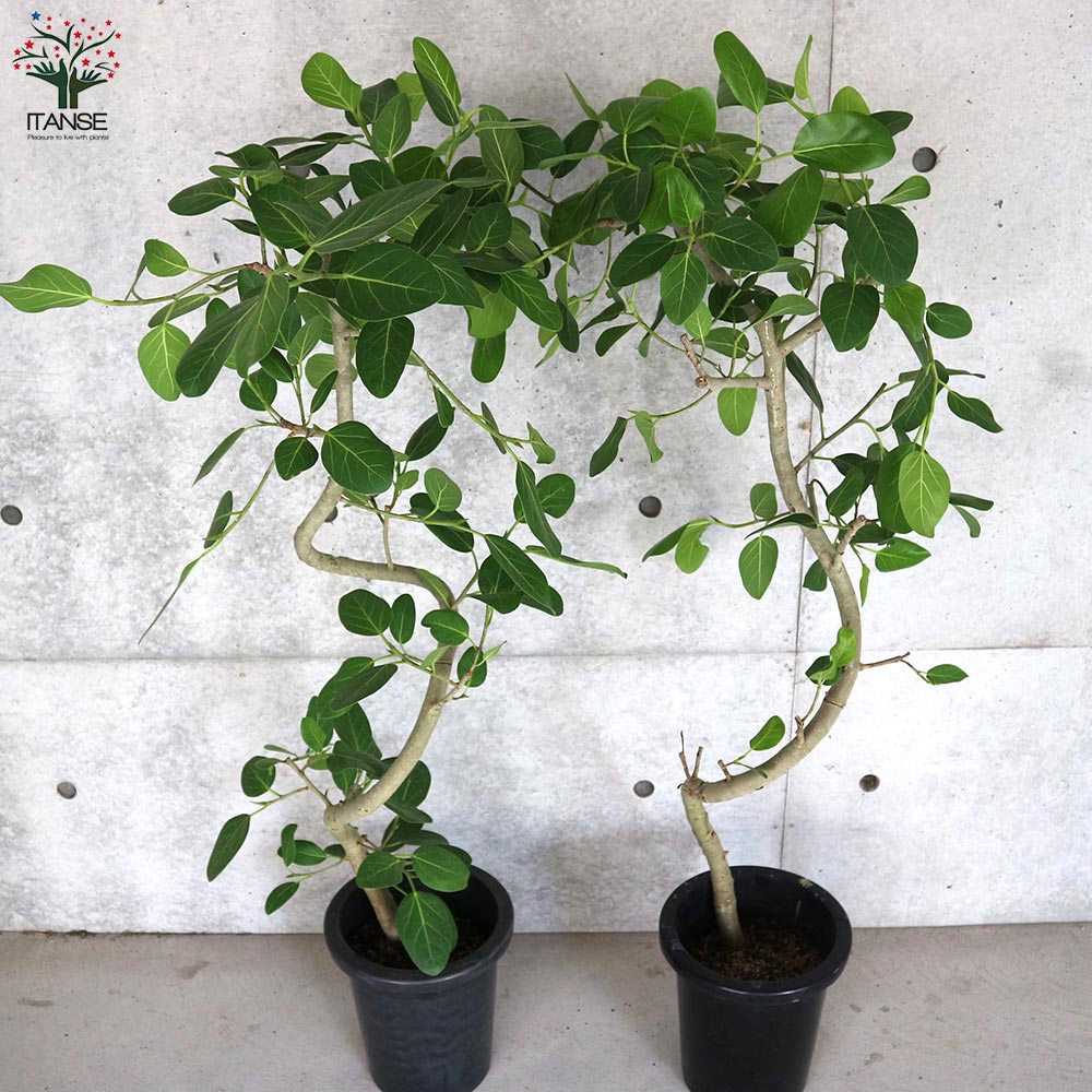 フィカス ベンガレンシス ゴムの木の仲間 曲がりアレンジ【観葉植物 8