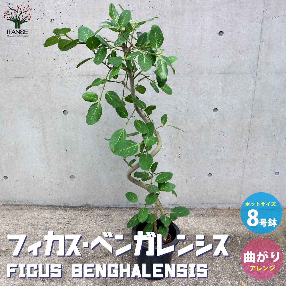 フィカス ベンガレンシス ゴムの木の仲間 曲がりアレンジ【観葉植物 8