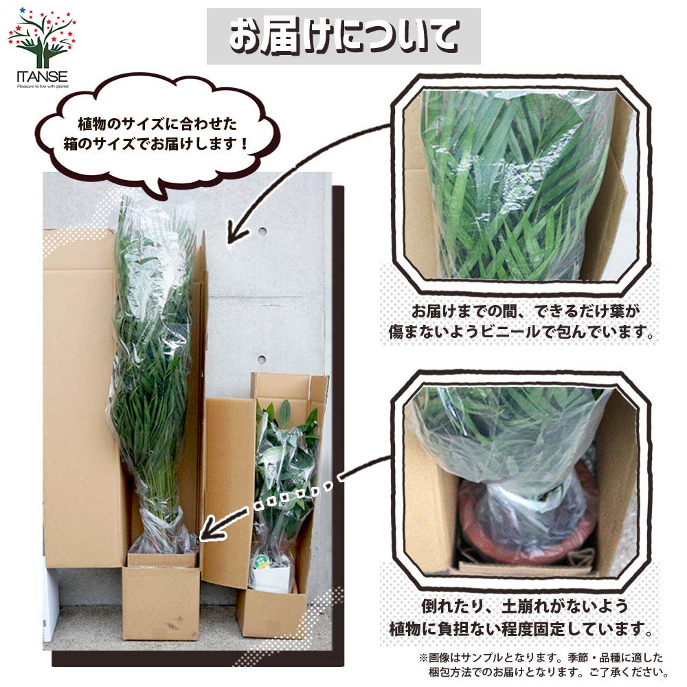 アレカヤシ 【観葉植物 10号大鉢:尺鉢大型／1個売り】｜ 【植物の