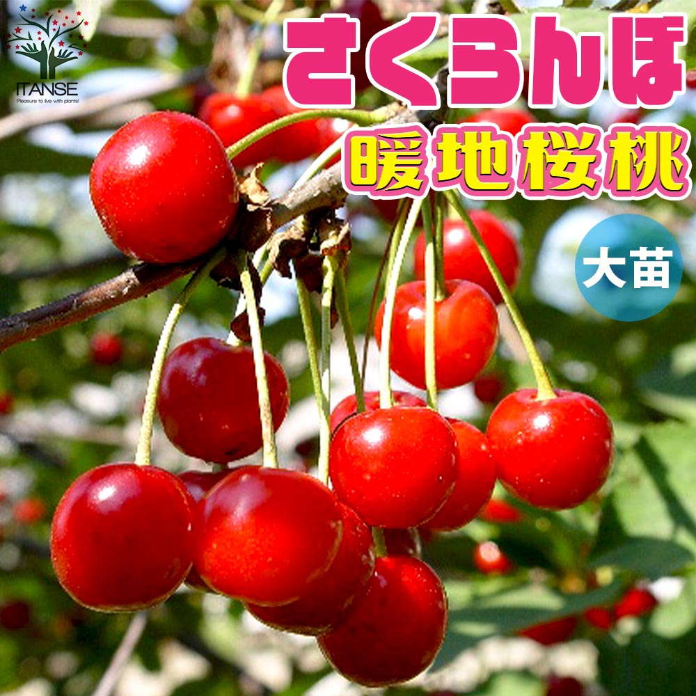 暖地桜桃(だんちおうとう)の苗 1本で実がなる小さなさくらんぼ 【果樹