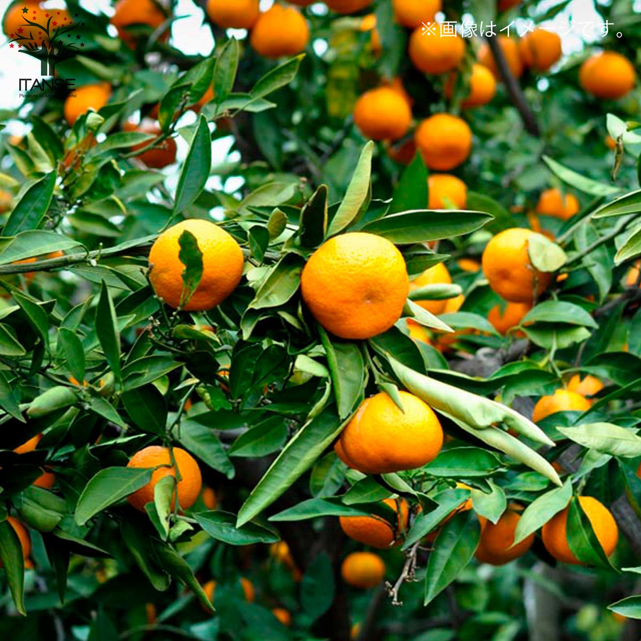 みかんの苗 早生温州みかん【果樹の苗木 4～5号ポット 接木苗