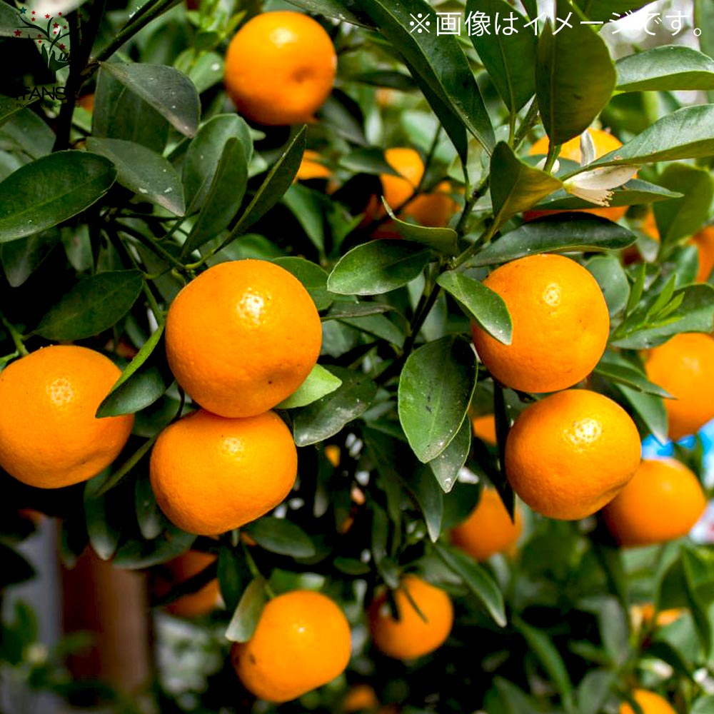 みかんの苗 ポンカン【果樹の苗木 4～5号ポット 接木苗／1個売り