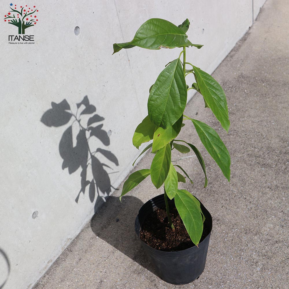 アボカドの苗 品種：Booth7(ボスセブン) 【果樹の苗木 8号ポット大苗