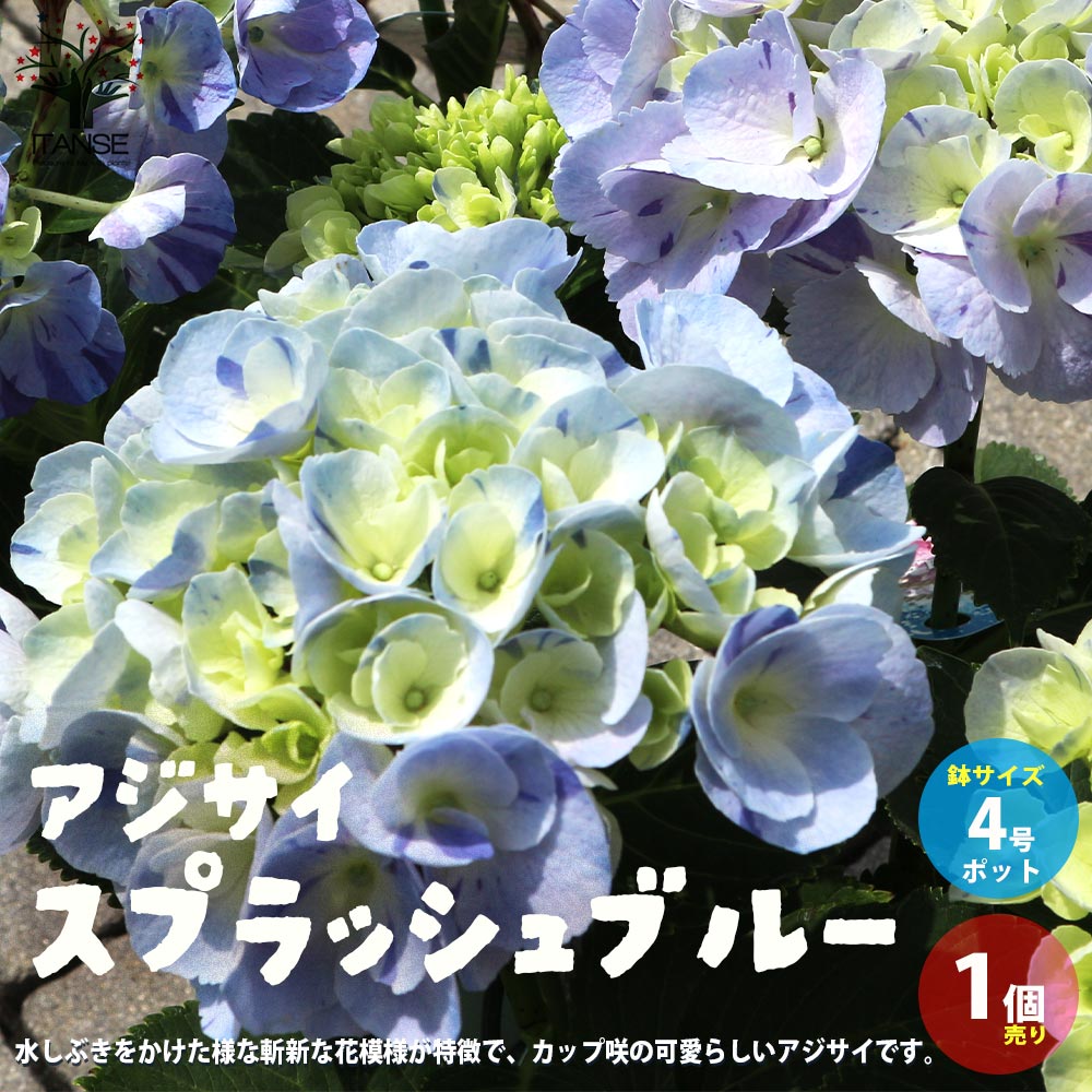 アジサイ スプラッシュブルー【花苗4号鉢／1個売り】｜ 【植物の