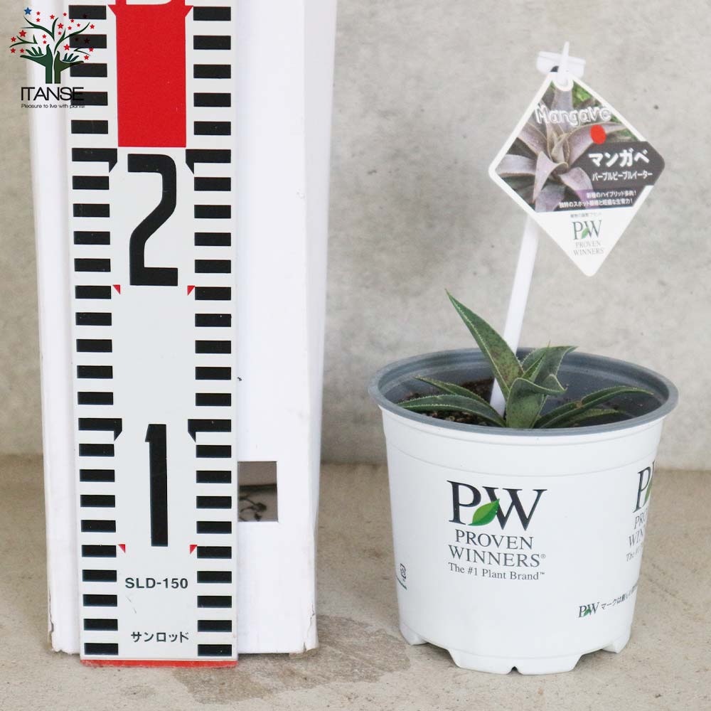 マンガベ パープルピープルイーター【多肉植物10.5cmポット苗／1個売り