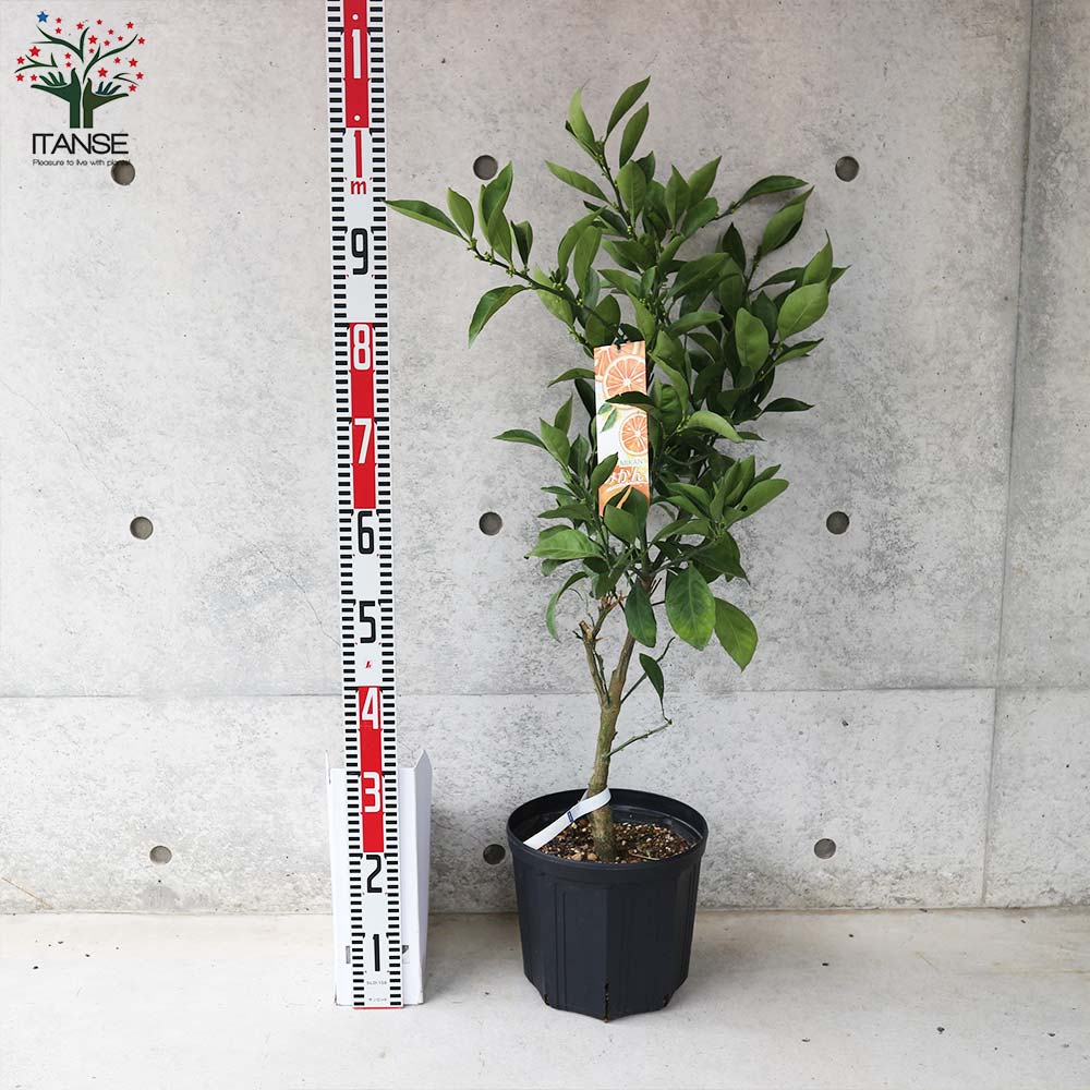 極早生みかんの大苗 ゆら早生 【果樹の苗木 8号鉢 接木苗／1個売り