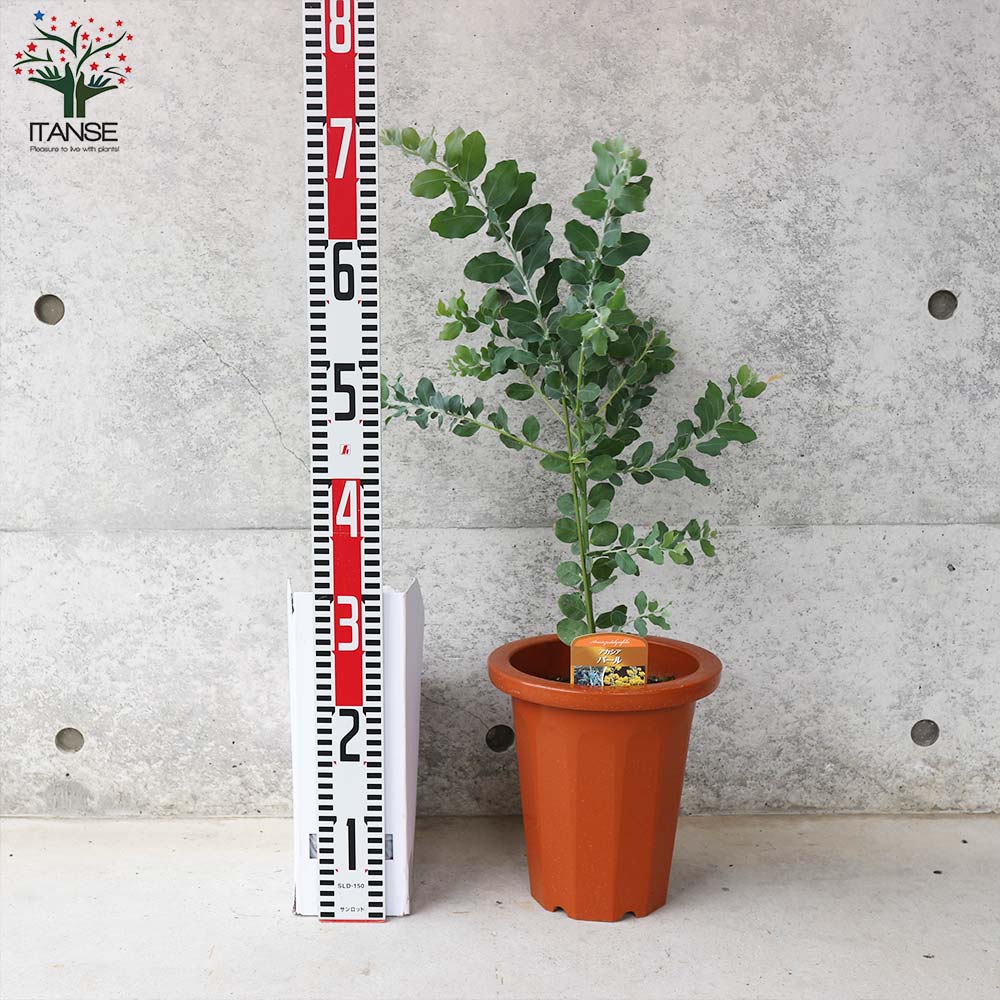 アカシア・パール【庭木 7号鉢／1個売り】｜ 【植物のITANSE