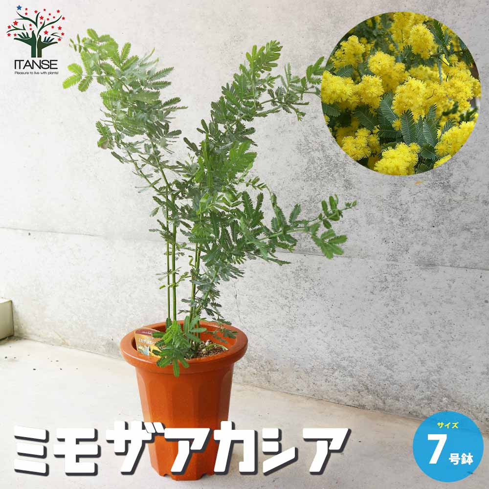 ミモザアカシア 【庭木 7号鉢大苗／1個売り】｜ 【植物のITANSE