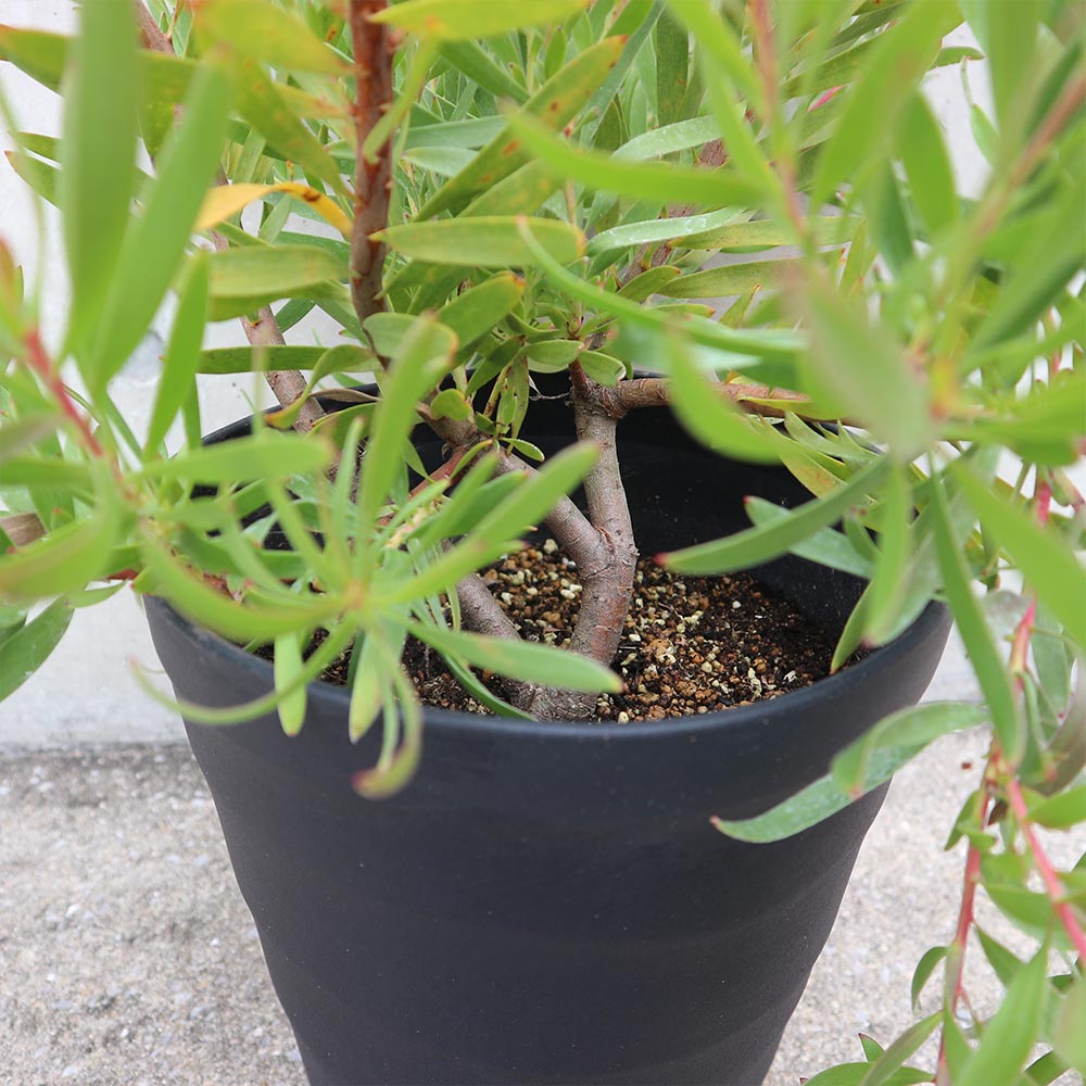 リューカデンドロン・インカゴールド【庭木 8号大苗／1個売り