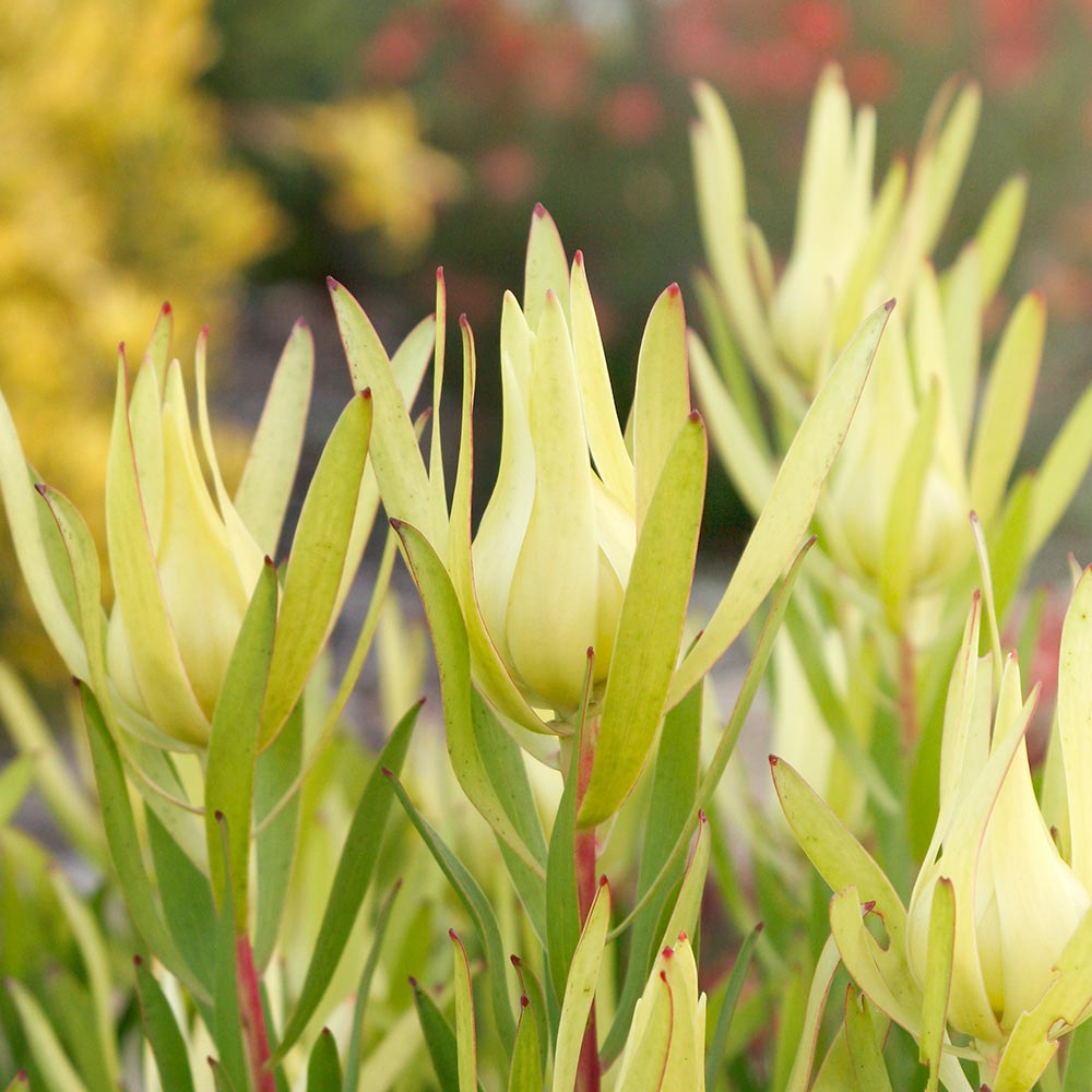 リューカデンドロン・インカゴールド【庭木 8号大苗／1個売り