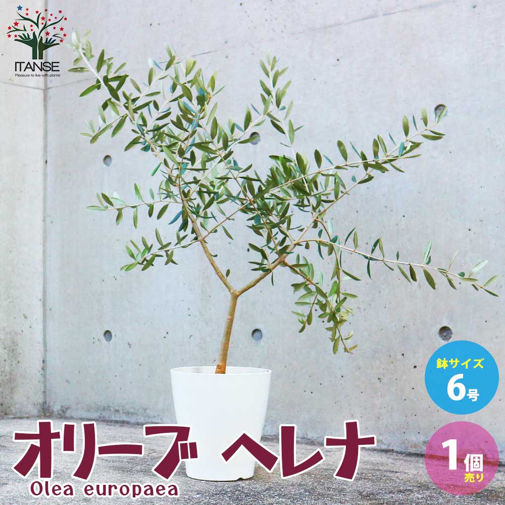 オリーブの苗木 品種：ヘレナ【果樹の苗木 6号白テーパード鉢 Mサイズ