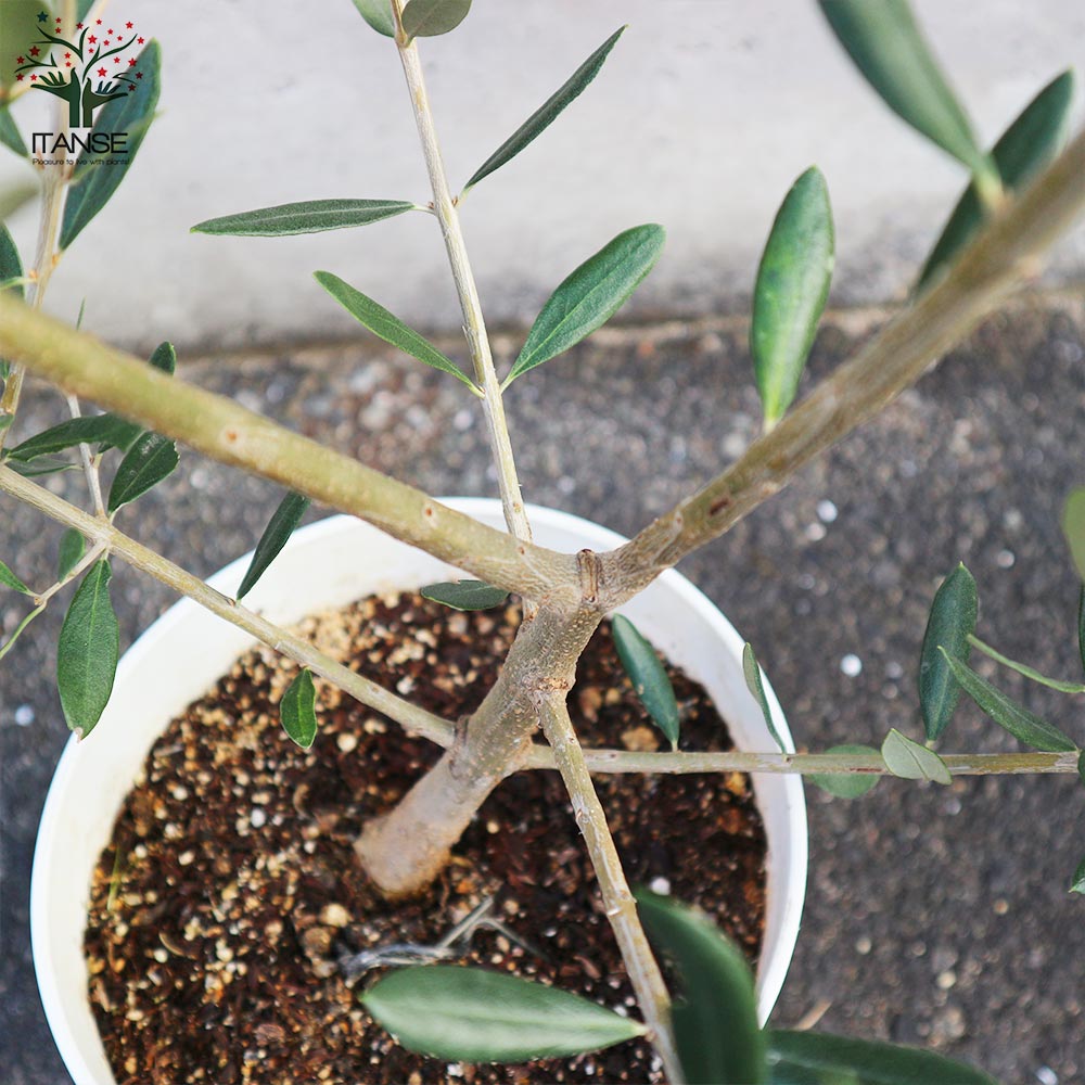 オリーブの苗木 品種：フラントイオ 【果樹の苗木 6号白テーパード鉢 M