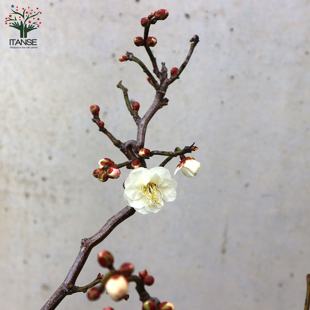 雲竜梅(ウンリュウバイ) 【庭木 8号鉢／1個売り】｜ 【植物の