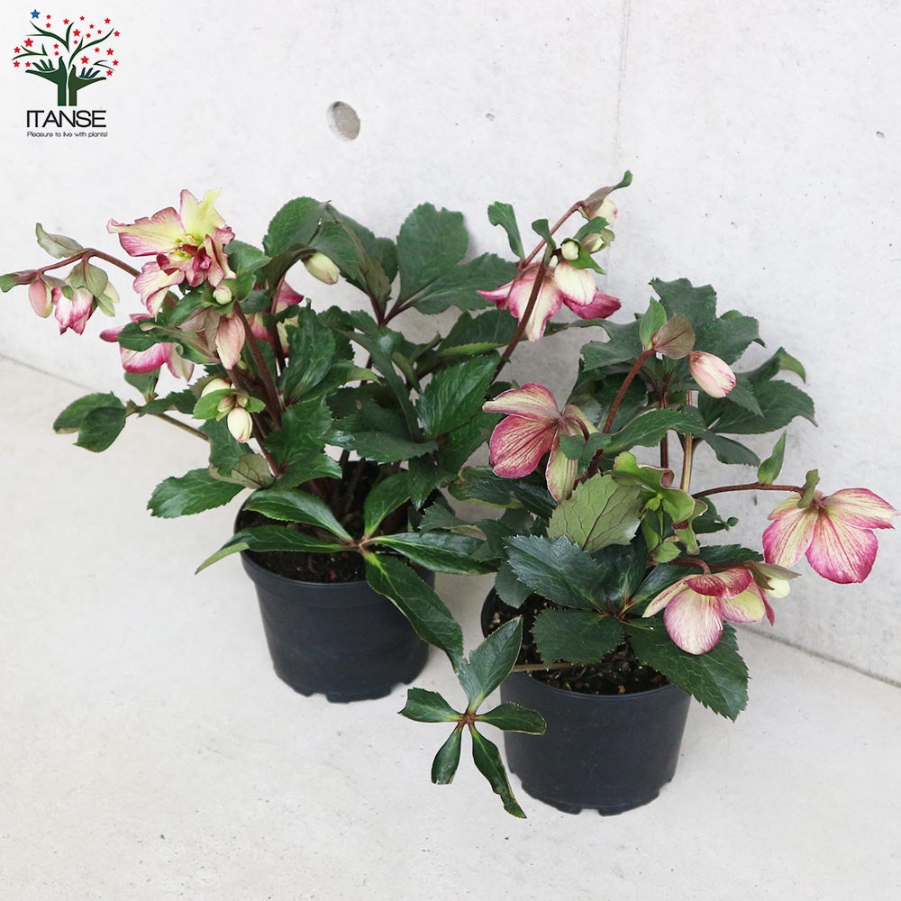 クリスマスローズ 氷の薔薇 ダークピコティ【花苗 5号鉢／1個売り