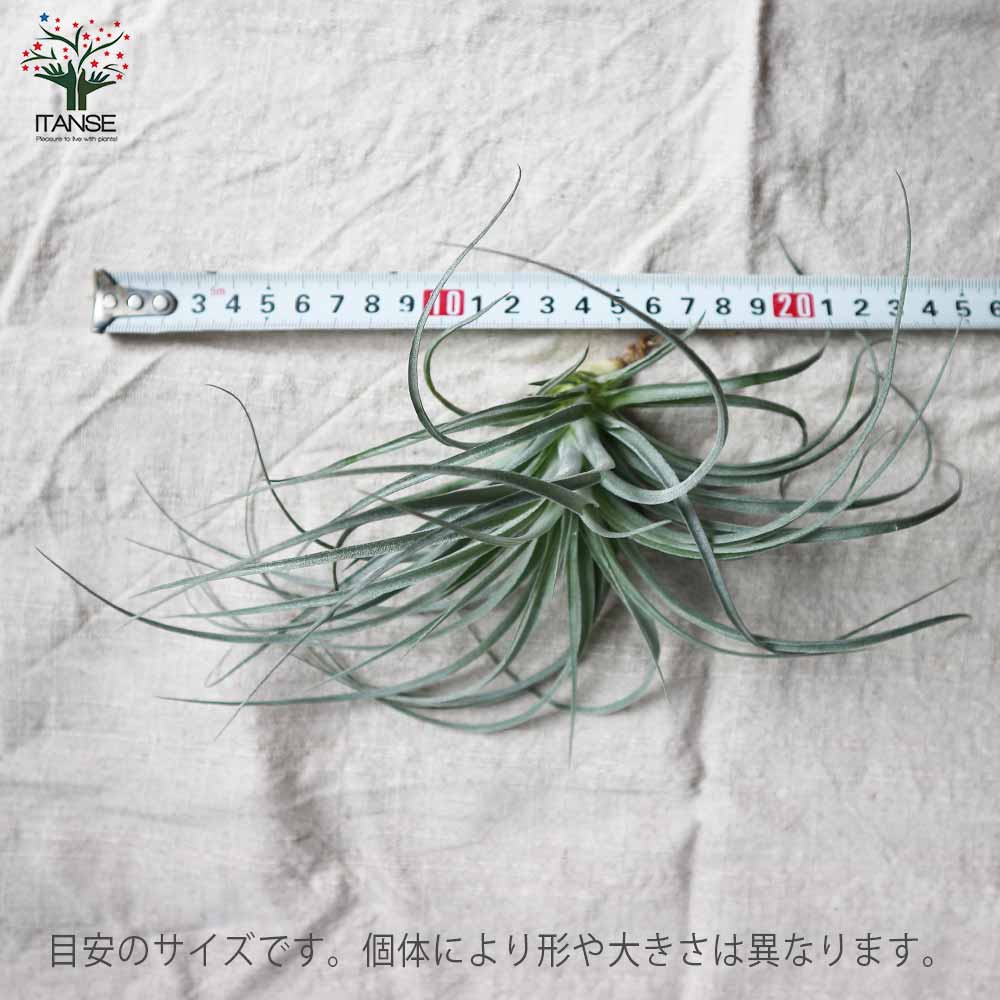 チランジア コットンキャンディー 【エアプランツ Rサイズ／1個売り