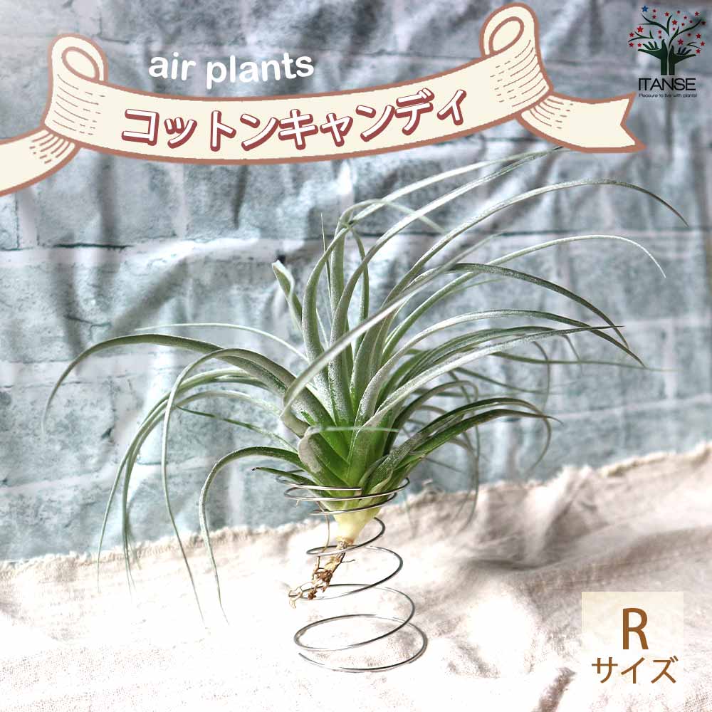 チランジア コットンキャンディー 【エアプランツ Rサイズ／1個売り