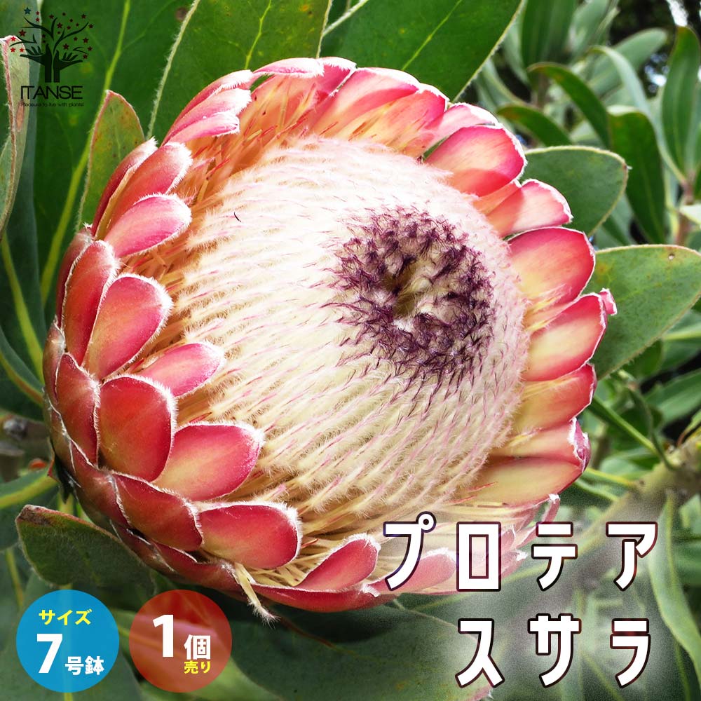 プロテア・スサラ 花木苗【庭木 7号鉢大苗／1個売り】｜ 【植物の