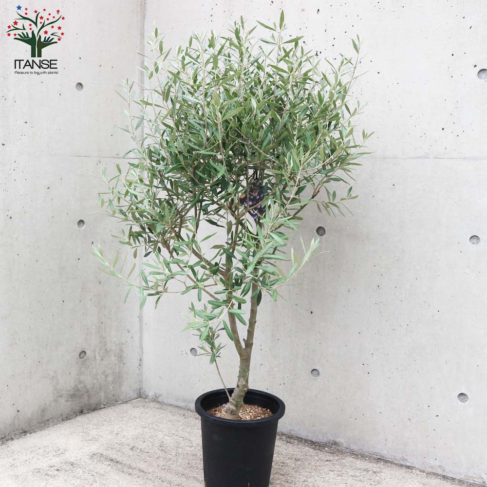 オリーブの木 シプレシーノ 8号 約140cm NO.861 人気品種 現品掲載