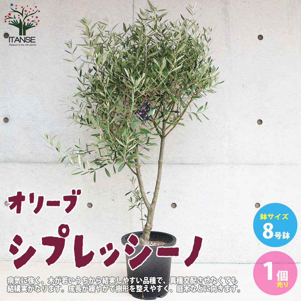 オリーブの苗木 品種：シプレッシーノ【果樹の苗木 8号ポット (幹が