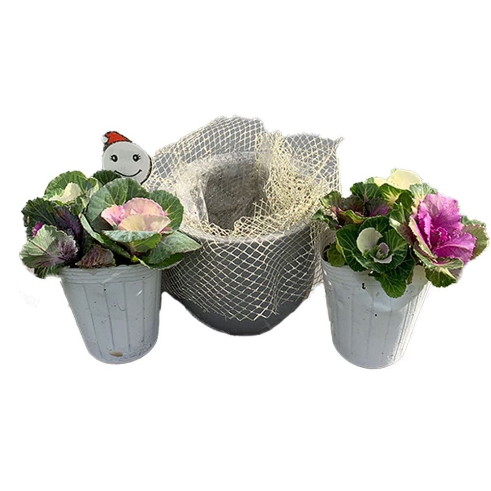 紅白葉牡丹 苗投込み寄植え風小 Dセット セット内容:プラスチック鉢5号