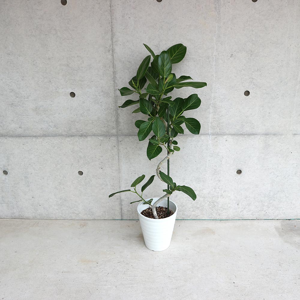 フィカス ベンガレンシス ゴムの木の仲間【観葉植物 曲がりアレンジ 7