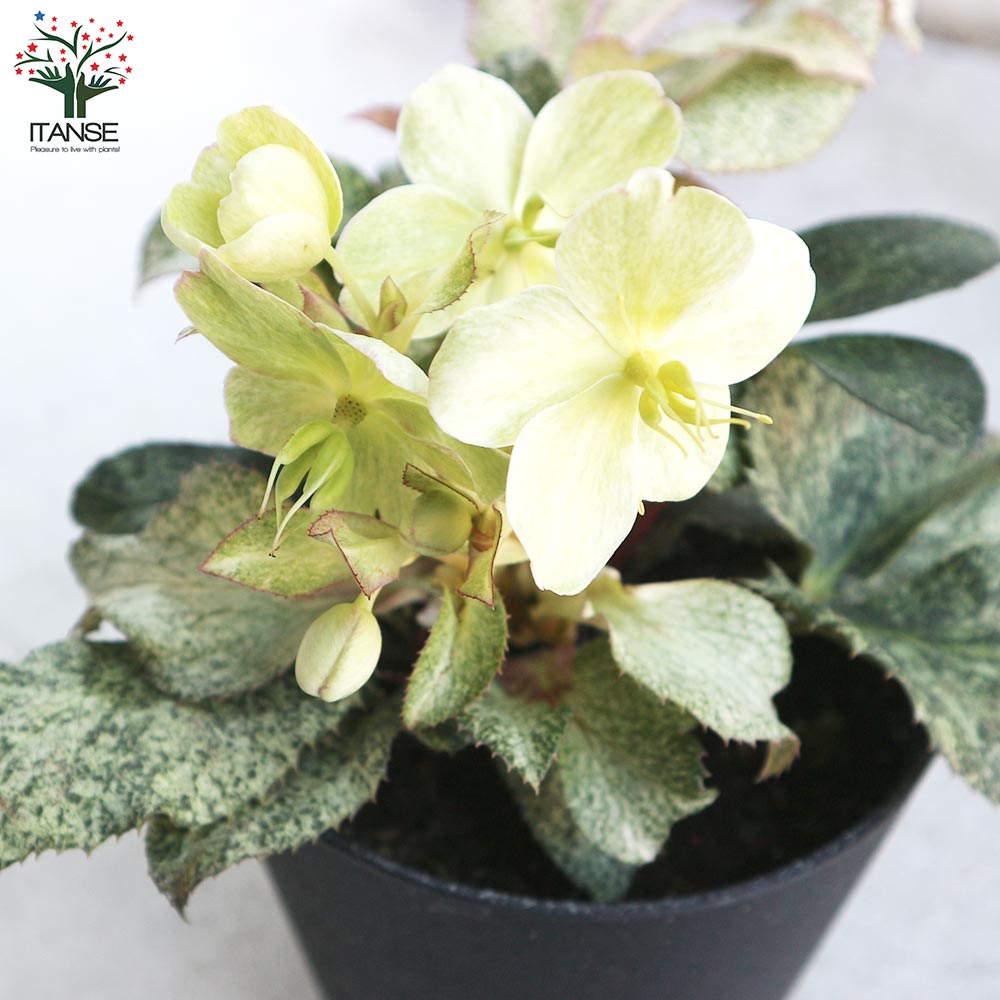 クリスマスローズ HGC スノーフィーバー 【花苗 5号ポット／1個売り