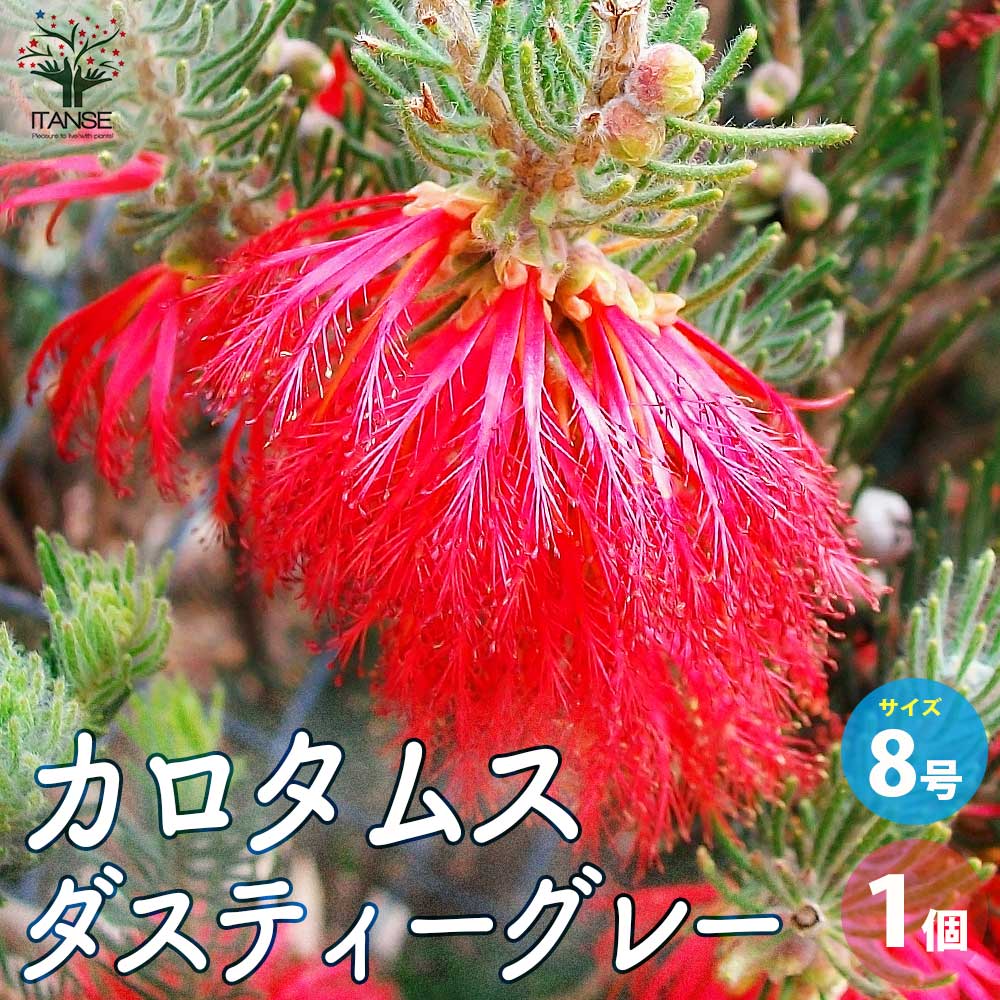 カロタムス ダスティーグレー【花苗 8号鉢／1個売り】｜ 【植物の