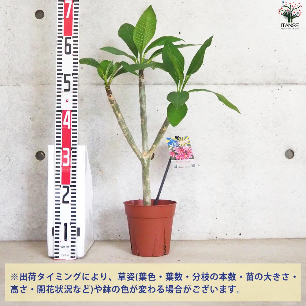 プルメリア苗木 品種：シンクロニシティー【花苗 5号鉢／1個売り
