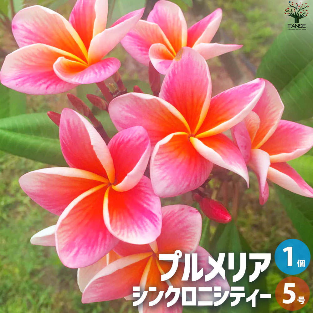 プルメリア苗木 品種：シンクロニシティー【花苗 5号鉢／1個売り