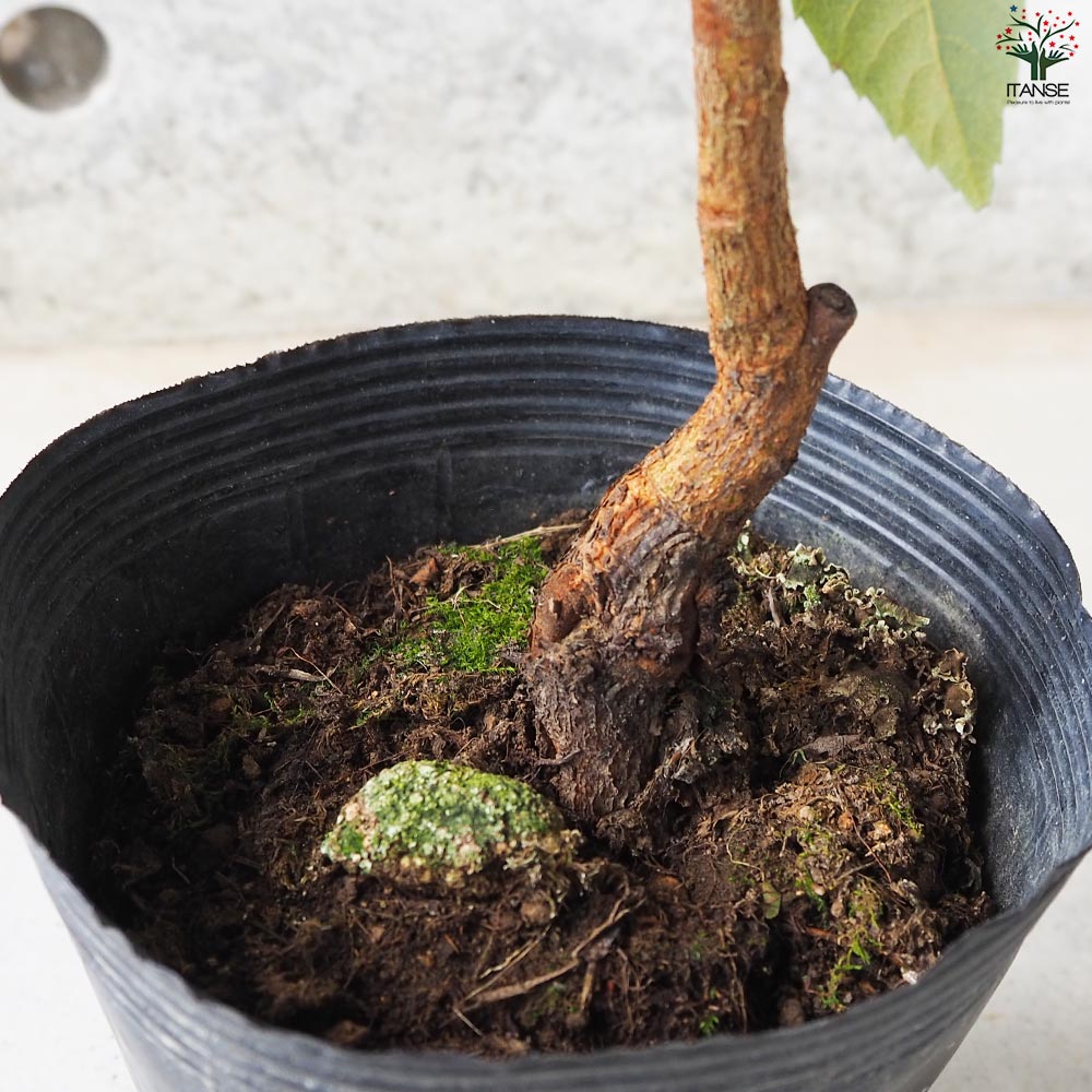 枇杷(びわ)の苗木 品種：クイーン長崎【果樹の苗 13.5cmポット 1年生