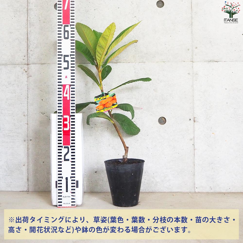 枇杷(びわ)の苗木 品種：なつたより【果樹の苗 13.5cmポット 1年生