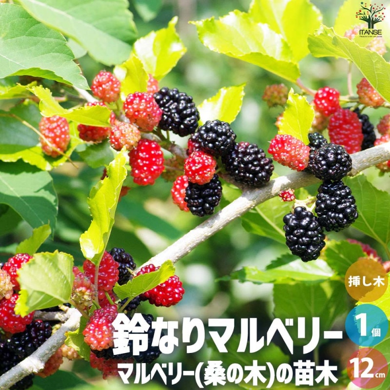 ベリーの苗木 スイートマルベリー【果樹の苗 3.5号／1個売り