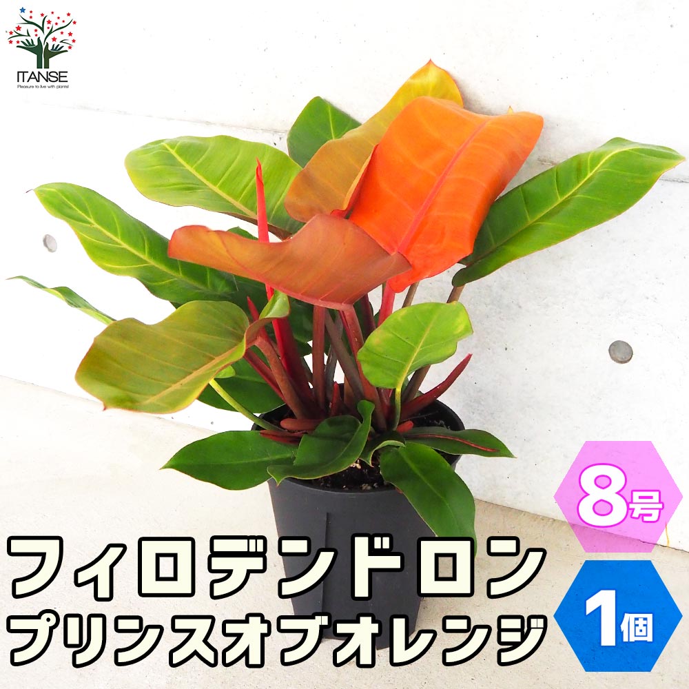 フィロデンドロン プリンスオブオレンジ【観葉植物 8号鉢／1個売り