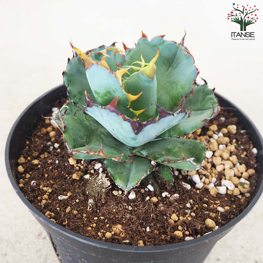 アガベ チタノタ・ブラックアンドブルー【多肉植物 5号鉢／1個売り