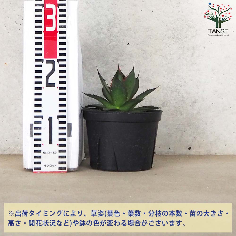 アガベ ホリダ【多肉植物 5号鉢／1個売り】｜ 【植物のITANSE