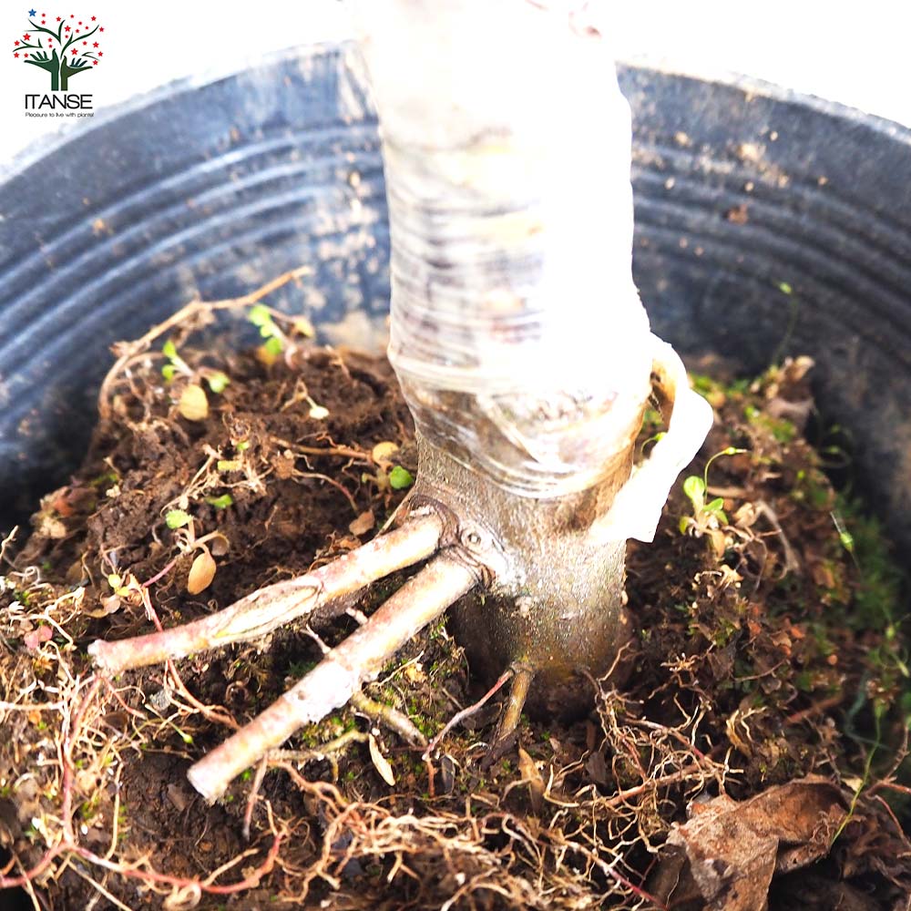 りんごの苗木 王林【果樹の苗木 4～5号ポット／1個売り】｜ 【植物の