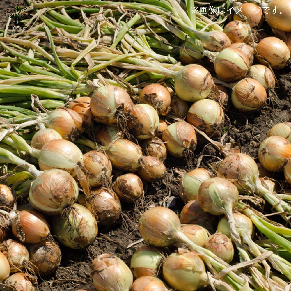 玉ねぎ抜き苗 品種：ネオ・アース(中晩生) 【野菜の苗 約50本／束