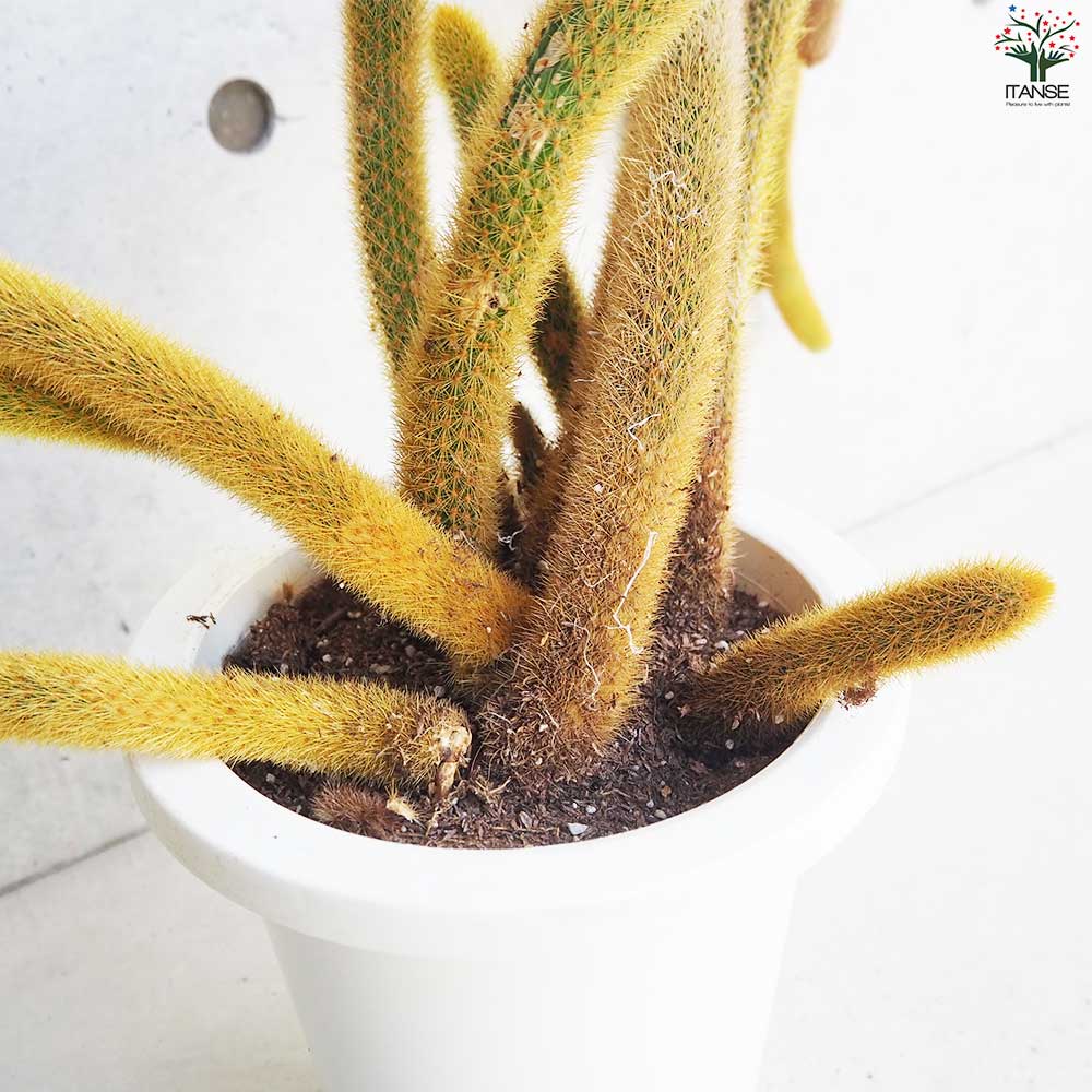 ヒモサボテン 黄金紐 オウゴンチュウ【多肉植物 7号鉢／1個売り