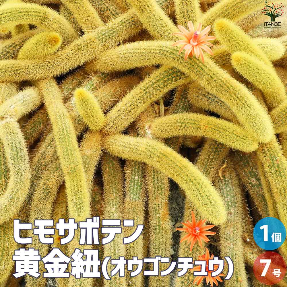 ヒモサボテン 黄金紐 オウゴンチュウ【多肉植物 7号鉢／1個売り