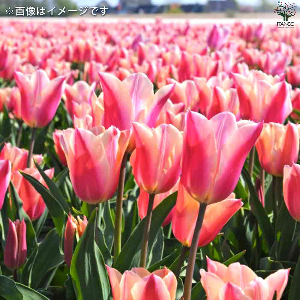 球根 チューリップ ピンクミックス 【花苗 7球／1個売り】｜ 【植物の