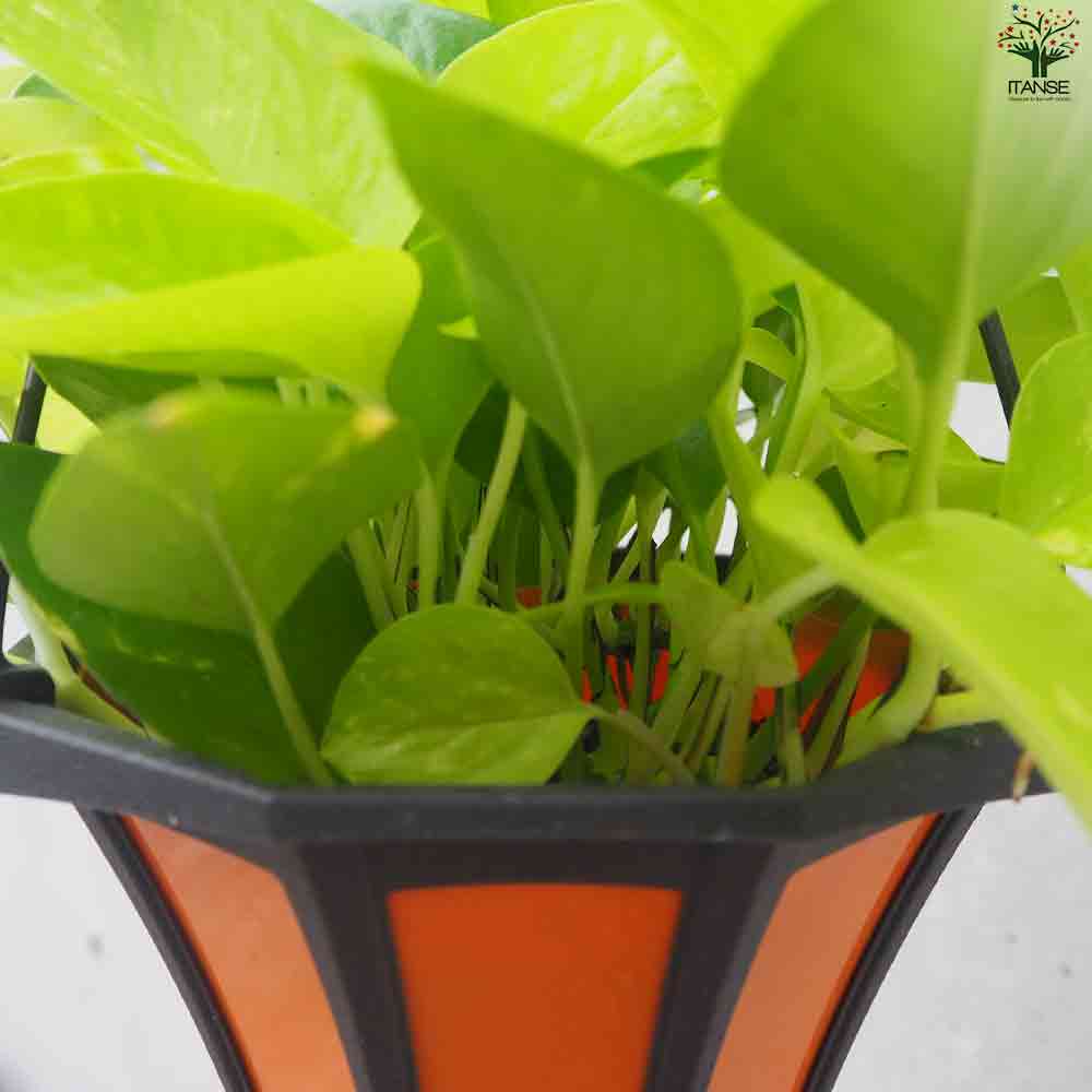 ポトス ライム 【観葉植物 吊鉢5号】｜ 【植物のITANSE】全品